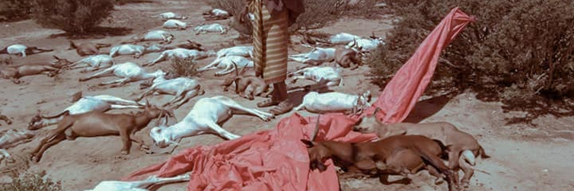 Somaliland Cyclone dead animals